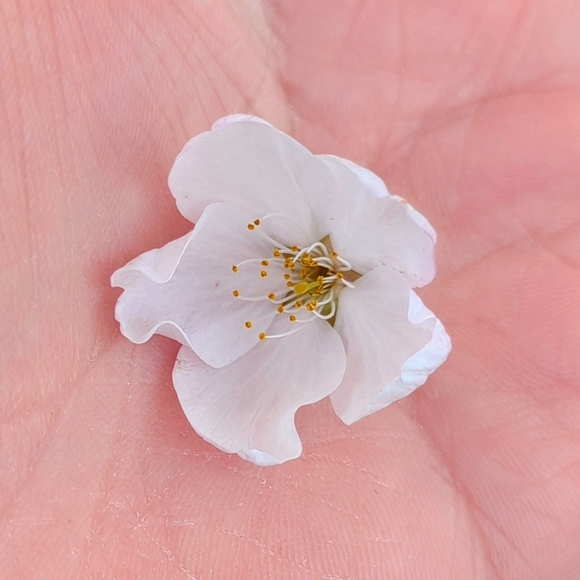 Meet your Posher, Alice - Picture 1 of 1